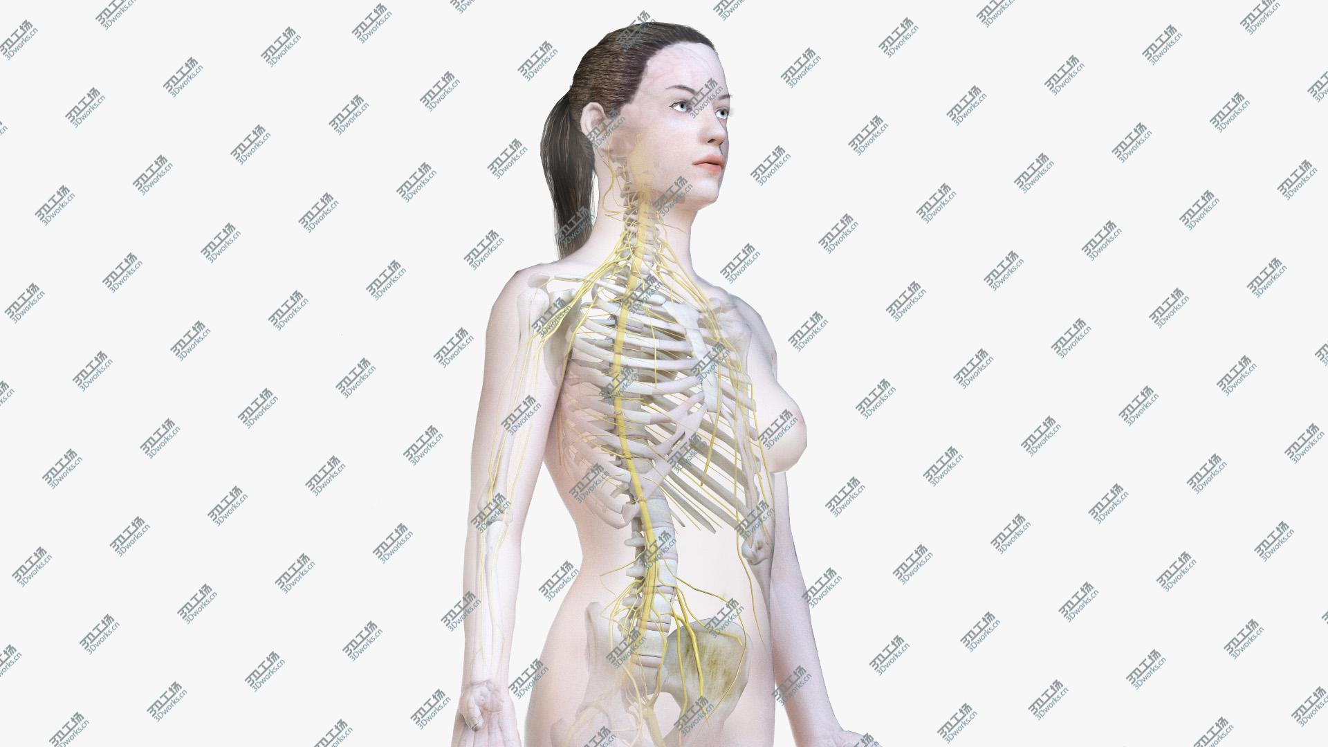 images/goods_img/20210313/Female Body, Skeleton and Nervous System (Low Poly) model/1.jpg
